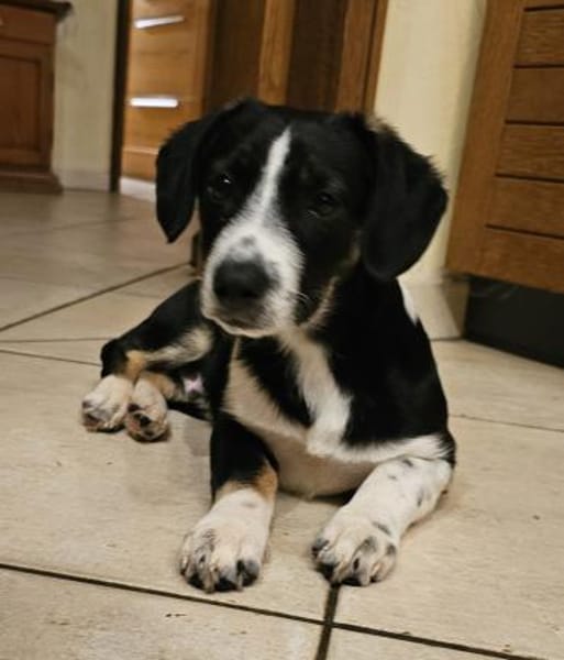 Camillo sucht liebes Zuhause