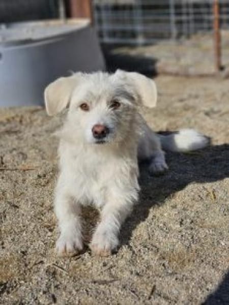 Luis 35 cm (Pflegestelle)