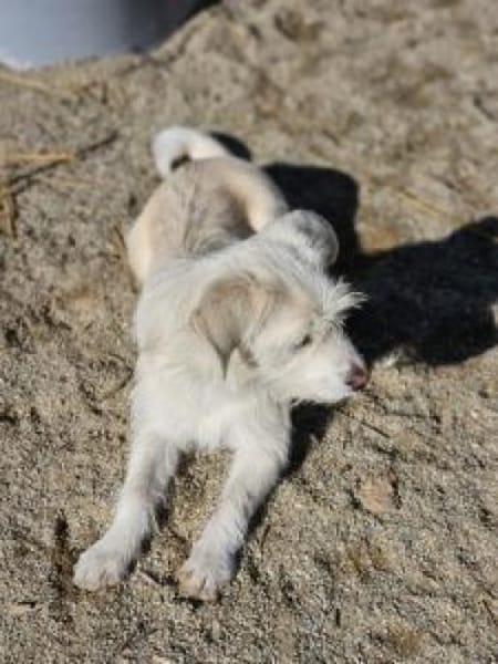 Luis 35 cm (Pflegestelle)