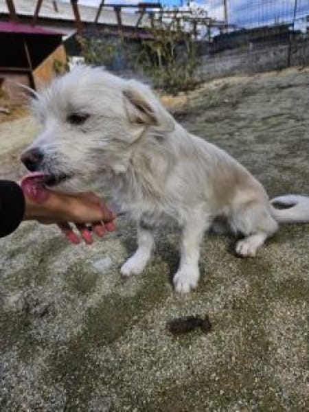 Luis 35 cm (Pflegestelle)