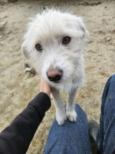 Luis 35 cm (Pflegestelle)