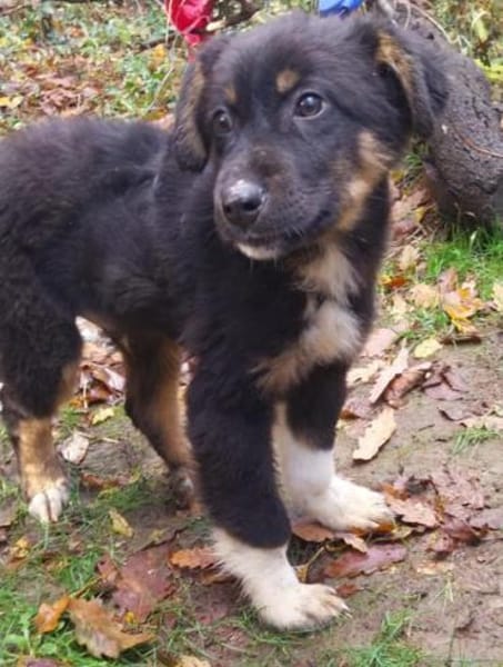 Kleiner, tapferer Trufi sucht ...