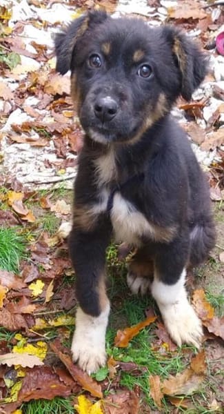 Kleiner, tapferer Trufi sucht ...