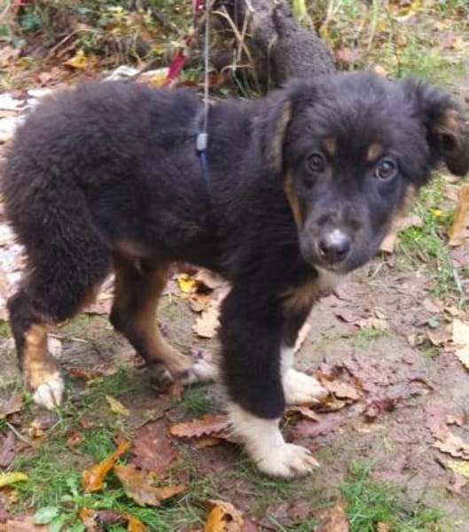 Kleiner, tapferer Trufi sucht ...