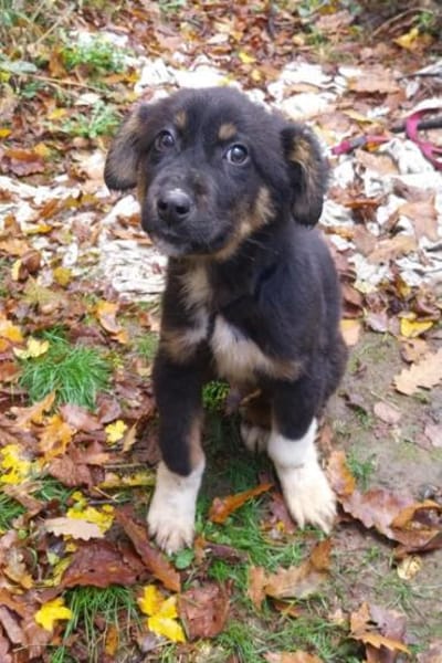 Kleiner, tapferer Trufi sucht ...