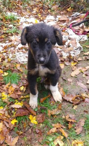 Kleiner, tapferer Trufi sucht ...