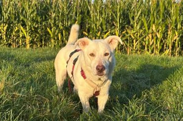 Maran - wartet in 89359 Kötz auf PS