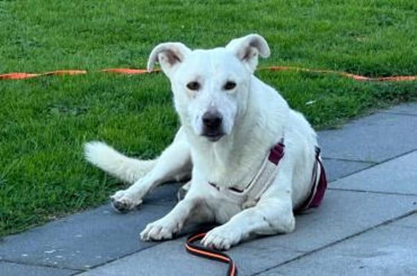 Maran - wartet in 89359 Kötz auf PS