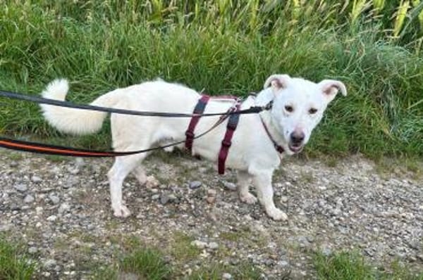 Maran - wartet in 89359 Kötz auf PS