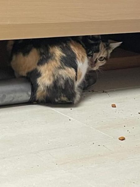 hübsche schüchterne Trixi im Rheingau