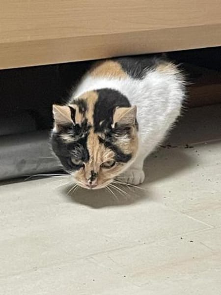 hübsche schüchterne Trixi im Rheingau