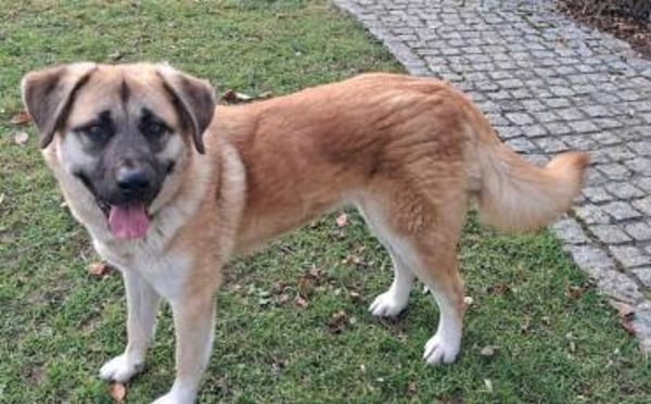 Hast du ein warmes Körbchen für Akemi?