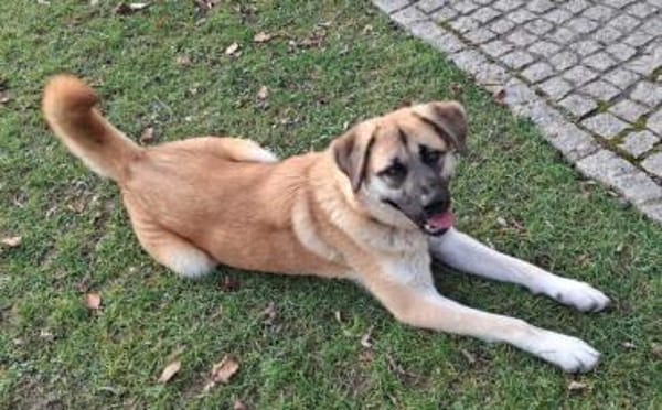 Hast du ein warmes Körbchen für Akemi?