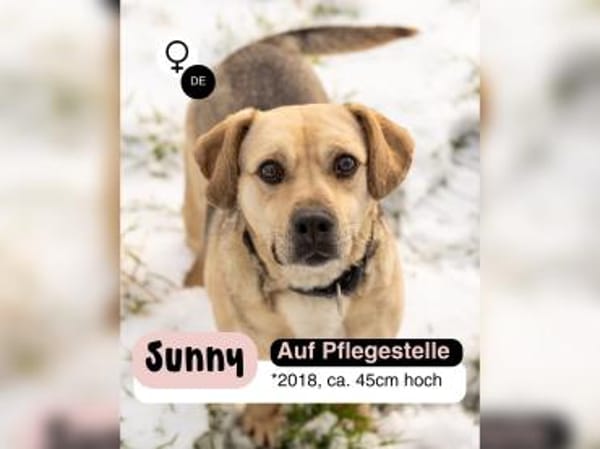 SUNNY  Kämpferherz sucht Ankerplatz