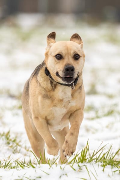 SUNNY  Kämpferherz sucht Ankerplatz