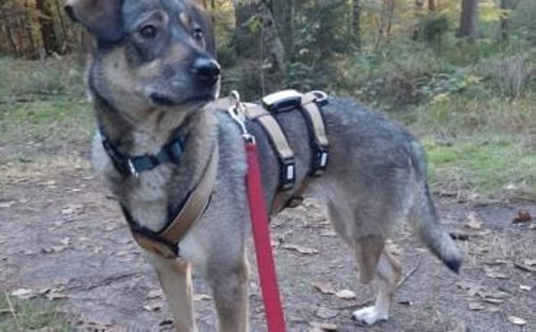 Zuhause gesucht für Joleen