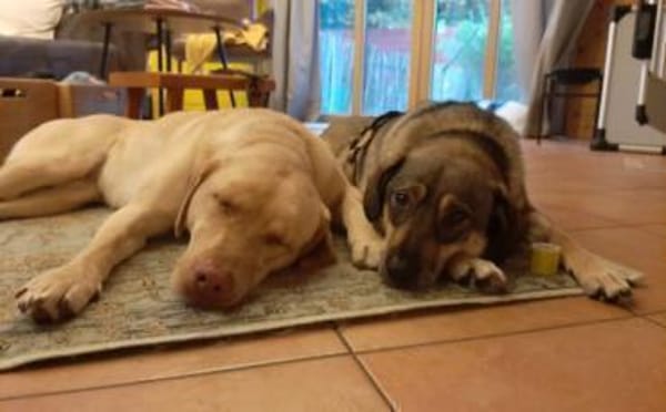 Zuhause gesucht für Joleen