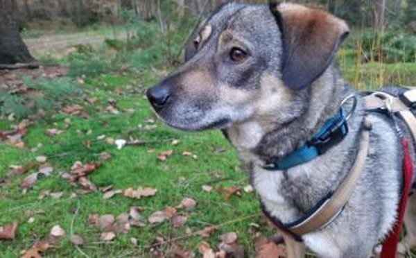 Zuhause gesucht für Joleen