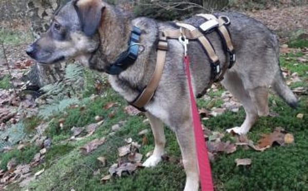 Zuhause gesucht für Joleen