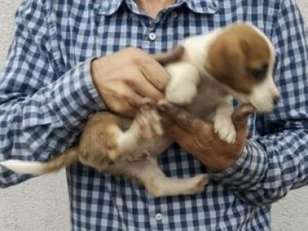 Scott 26 cm (Nov 25, wächst noch)