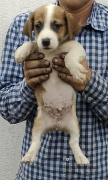 Scott 26 cm (Nov 25, wächst noch)