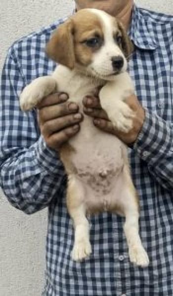 Scott 26 cm (Nov 25, wächst noch)