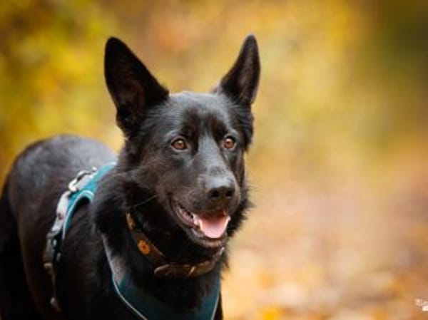 Arlo hofft auf Hilfe