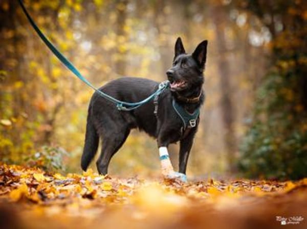 Arlo hofft auf Hilfe