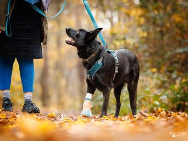 Arlo hofft auf Hilfe