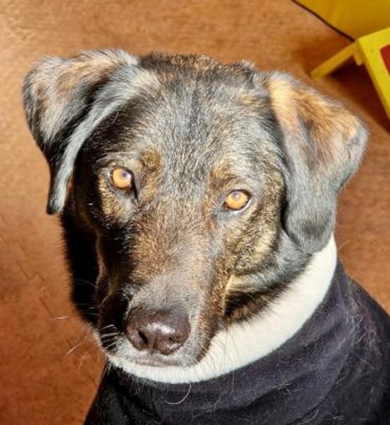 Scooby wartet in 74391 Erligheim!