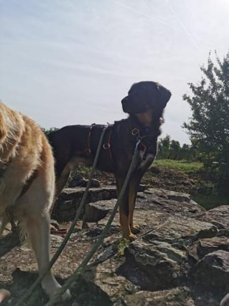 Scooby wartet in 74391 Erligheim!