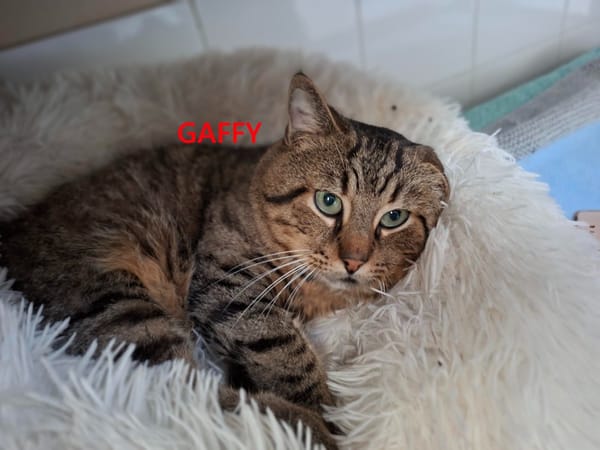 Gaffy