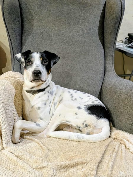 Vador l'adorable petit guerrier tripatte