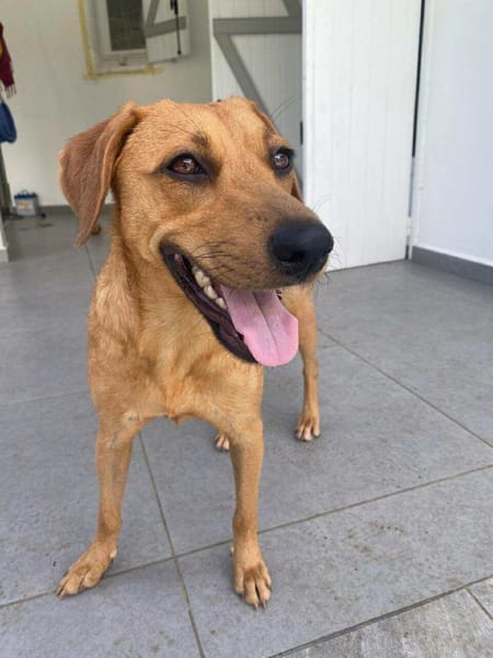 Dixy la joyeuse et dynamique louloute