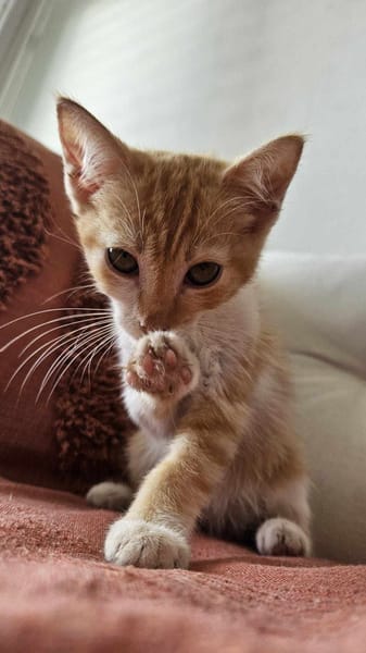 🐾  Bennington, femelle X européen née le 05/09/2025 🐱