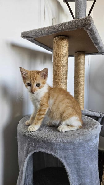 🐾  Bennington, femelle X européen née le 05/09/2025 🐱