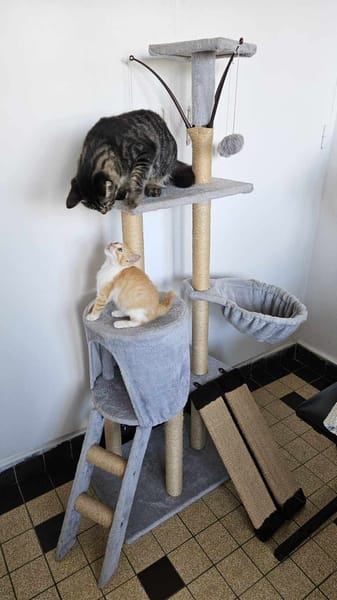 🐾  Bennington, femelle X européen née le 05/09/2025 🐱