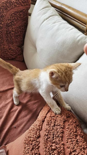 🐾  Bennington, femelle X européen née le 05/09/2025 🐱