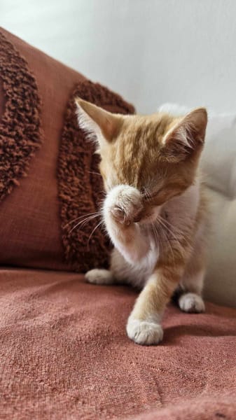 🐾  Bennington, femelle X européen née le 05/09/2025 🐱