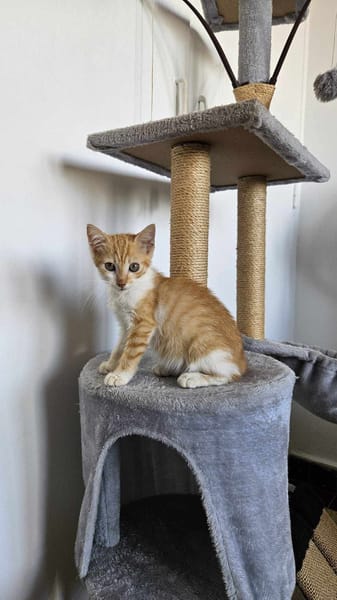 🐾  Bennington, femelle X européen née le 05/09/2025 🐱