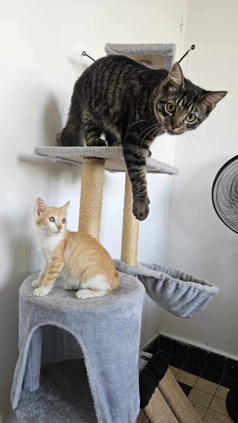 🐾  Bennington, femelle X européen née le 05/09/2025 🐱