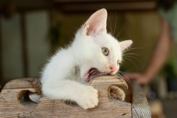 Bowie, mâle X européen né le 22/09/2025