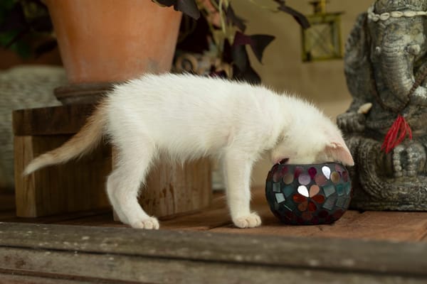 Bowie, mâle X européen né le 22/09/2025