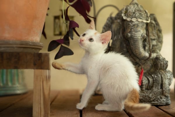 Bowie, mâle X européen né le 22/09/2025