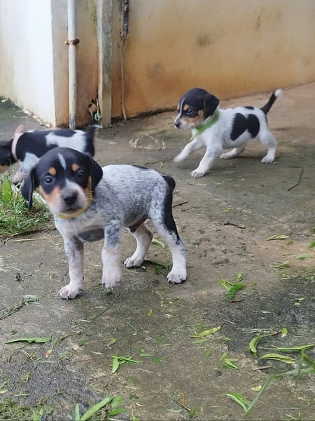 Asko, le petit bout de chou