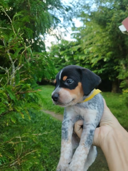 Asko, le petit bout de chou