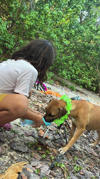 Soly, femelle X croiser berger, née le 01/05/2024