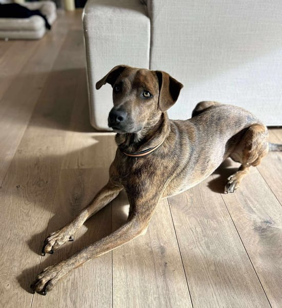 Ruben, mâle croisé berger, né le 04/10/2024 🐶