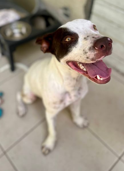 Neo, mâle croisé berger, né le 01/01/2025 🐶