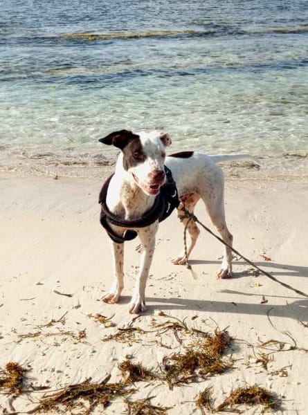 Neo, mâle croisé berger, né le 01/01/2025 🐶